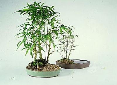 buddha belly bonsai tree Giant Buddha's Belly Bamboo- Bambusa Ventricosa Clumping Bamboo