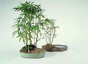 Giant Buddha's Belly Bamboo- Bambusa Ventricosa Clumping Bamboo