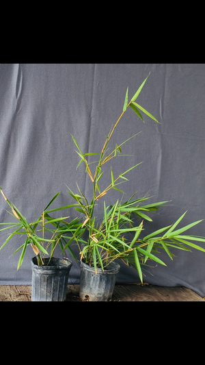 2 for 1 Sale BOGO 1 Gallon Wamin Dwarf Buddha Belly Clumping Bamboo | Bambusa Vulgaris Wamin
