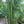 Load image into Gallery viewer, Graceful Bamboo- Bambusa Textilis Gracilis Clumping Hedge Bamboo
