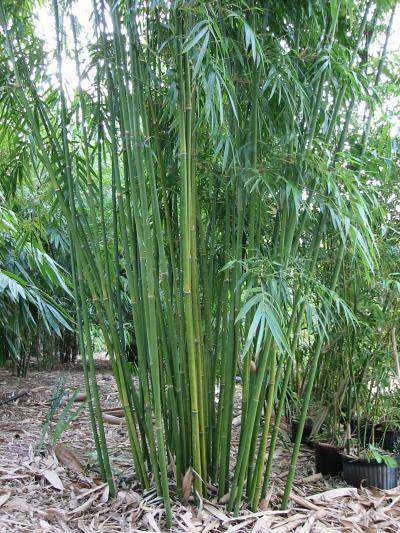 Graceful Bamboo- Bambusa Textilis Gracilis Clumping Hedge Bamboo