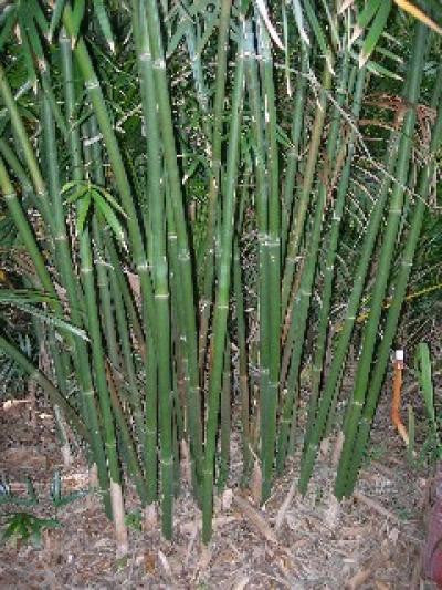 Graceful Bamboo- Bambusa Textilis Gracilis Clumping Hedge Bamboo