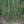 Load image into Gallery viewer, Graceful Bamboo- Bambusa Textilis Gracilis Clumping Hedge Bamboo
