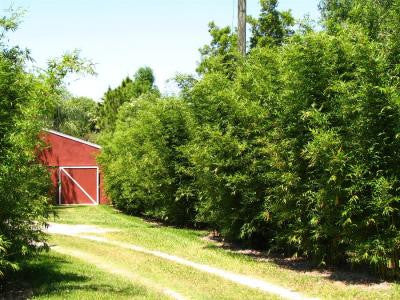 Graceful Bamboo- Bambusa Textilis Gracilis Clumping Hedge Bamboo