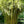 Load image into Gallery viewer, Graceful Bamboo- Bambusa Textilis Gracilis Clumping Hedge Bamboo
