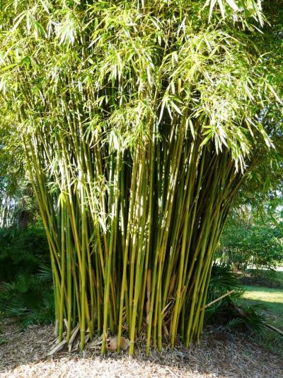 Graceful Bamboo- Bambusa Textilis Gracilis Clumping Hedge Bamboo