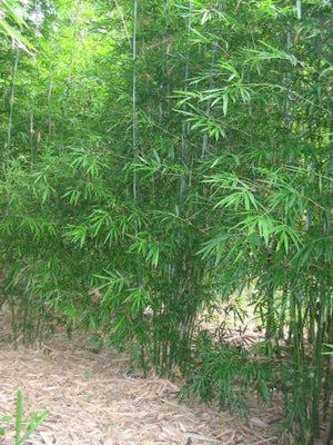 Graceful Bamboo- Bambusa Textilis Gracilis Clumping Hedge Bamboo