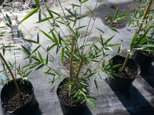 Graceful Bamboo- Bambusa Textilis Gracilis Clumping Hedge Bamboo