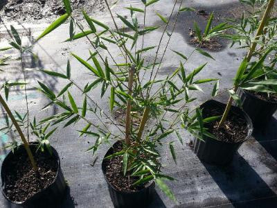 Graceful Bamboo- Bambusa Textilis Gracilis Clumping Hedge Bamboo