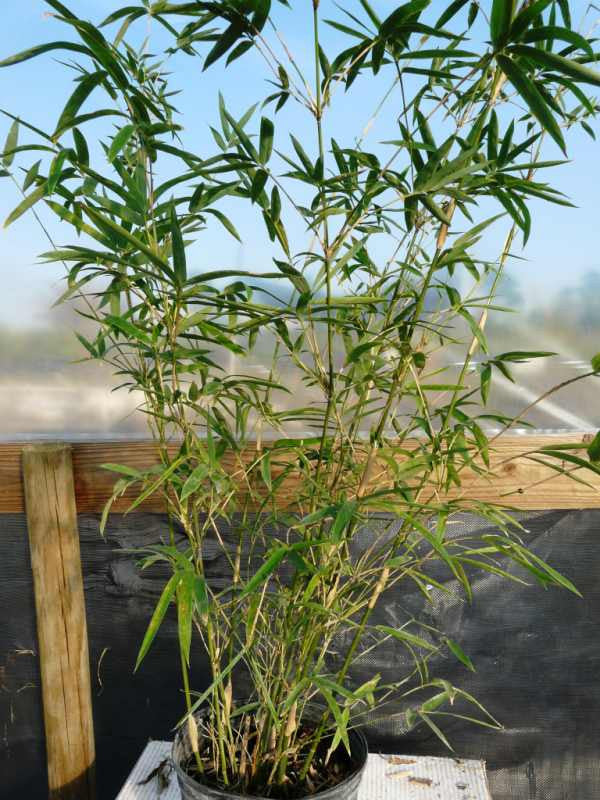 Alphonse Karr Yellow Clumping Hedge Bamboo  Bambusa Multiplex 3 gallon size