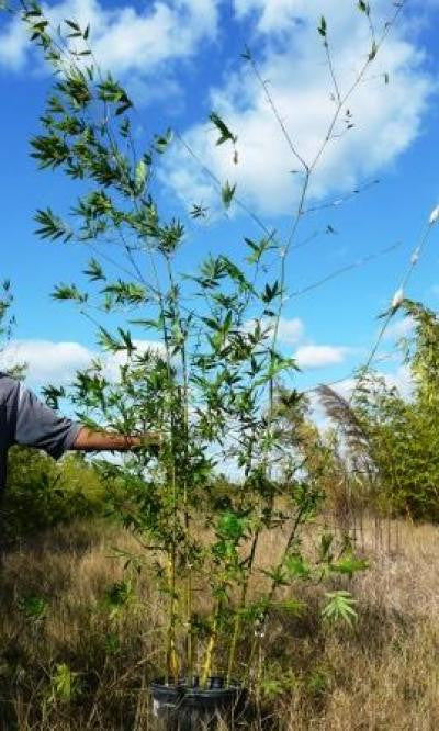 Seabreeze Bamboo | Bambusa Malingensis