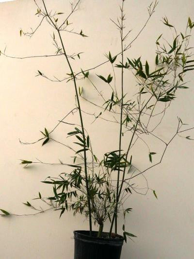 Seabreeze Bamboo | Bambusa Malingensis