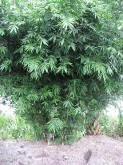Seabreeze Bamboo | Bambusa Malingensis