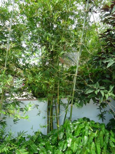 Seabreeze Bamboo | Bambusa Malingensis