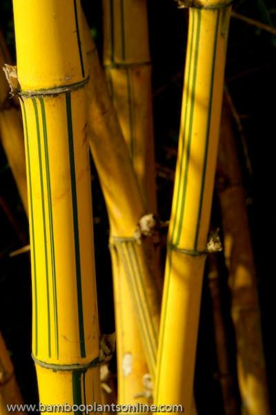 Golden Hawaiian Bamboo | Bambusa Vulgaris Vittata