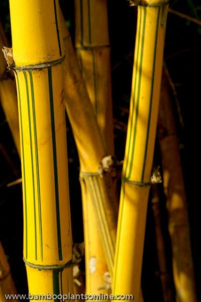 2 for 1 Sale BOGO 1 gal Golden Hawaiian Bamboo | Bambusa Vulgaris Vittata