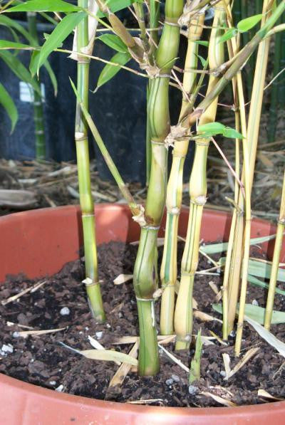 Yellow Buddha Belly Bamboo | Bambusa Ventricosa Kimmei