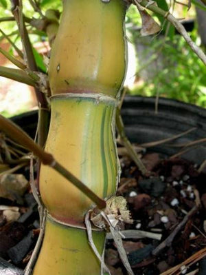 Yellow Buddha Belly Bamboo | Bambusa Ventricosa Kimmei