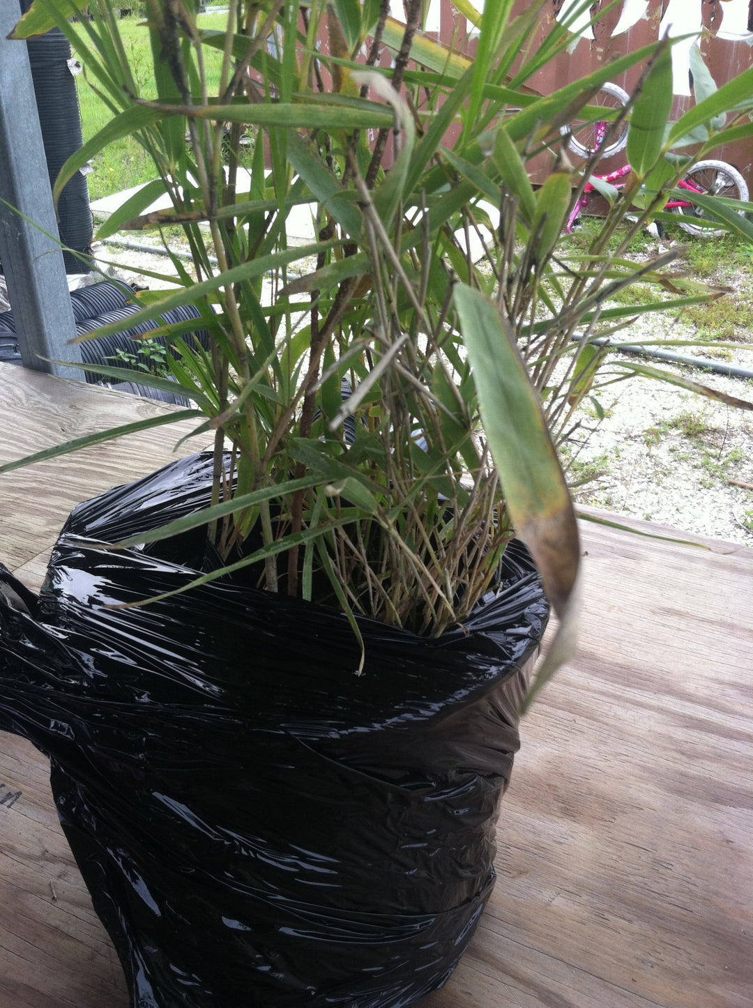 Alphonse Karr Yellow Clumping Hedge Bamboo  Bambusa Multiplex 3 gallon size