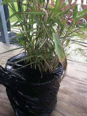 Alphonse Karr Yellow Clumping Hedge Bamboo  Bambusa Multiplex 3 gallon size