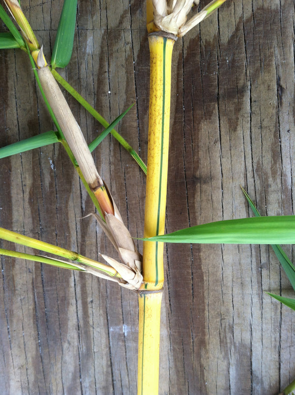 Alphonse Karr Yellow Clumping Hedge Bamboo  Bambusa Multiplex 3 gallon size