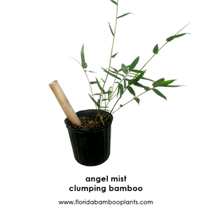 Angel Mist Blue Ghost Bamboo Dendrocalamus Minor Amoenus