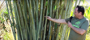 Angel Mist Blue Ghost Bamboo Dendrocalamus Minor Amoenus