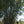 Load image into Gallery viewer, Angel Mist Blue Ghost Bamboo Dendrocalamus Minor Amoenus
