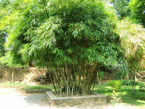 Giant Buddha's Belly Bamboo- Bambusa Ventricosa Clumping Bamboo