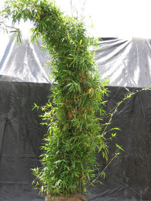 Giant Buddha's Belly Bamboo- Bambusa Ventricosa Clumping Bamboo