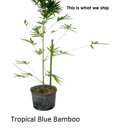 Tropical Blue Bamboo Chungii Clumping Blue Bamboo