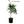 Load image into Gallery viewer, 2 for 1 Sale BOGO 1 gal Golden Hawaiian Bamboo | Bambusa Vulgaris Vittata
