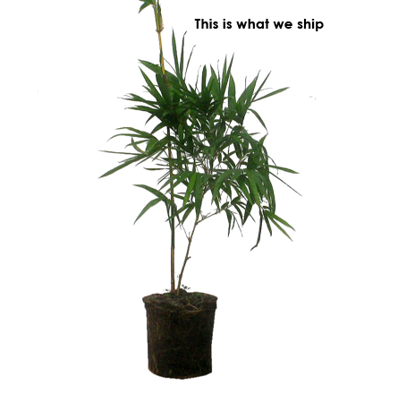 2 for 1 Sale BOGO 1 gal Golden Hawaiian Bamboo | Bambusa Vulgaris Vittata