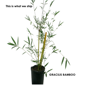 Graceful Bamboo- Bambusa Textilis Gracilis Clumping Hedge Bamboo