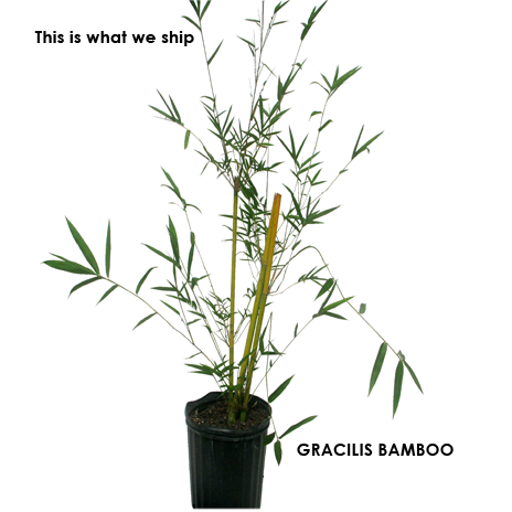 Graceful Bamboo- Bambusa Textilis Gracilis Clumping Hedge Bamboo