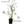Load image into Gallery viewer, Graceful Bamboo- Bambusa Textilis Gracilis Clumping Hedge Bamboo
