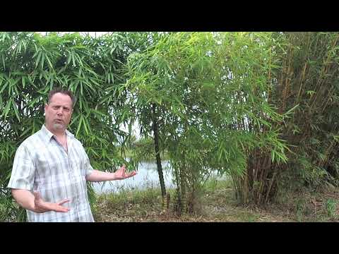 2 for 1 Sale BOGO 1 Gallon Wamin Dwarf Buddha Belly Clumping Bamboo | Bambusa Vulgaris Wamin