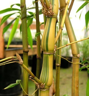 Dwarf Bamboo – Bamboo Plants Online