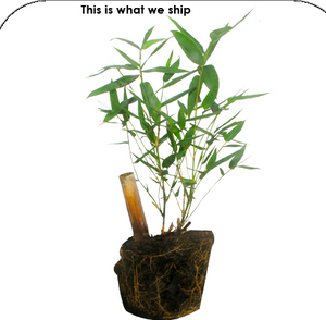 Giant Timber Bamboo | Bambusa Oldhamii