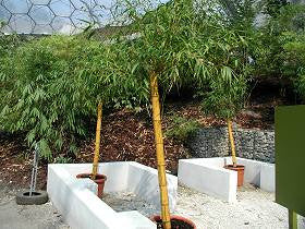 2 for 1 Sale BOGO 1 gal Golden Hawaiian Bamboo | Bambusa Vulgaris Vittata