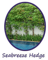 Seabreeze Bamboo | Bambusa Malingensis