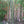 Load image into Gallery viewer, Vulgaris Tropical Timber Clumping Bamboo | Bambusa Vulgaris
