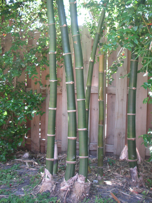 Vulgaris Tropical Timber Clumping Bamboo | Bambusa Vulgaris