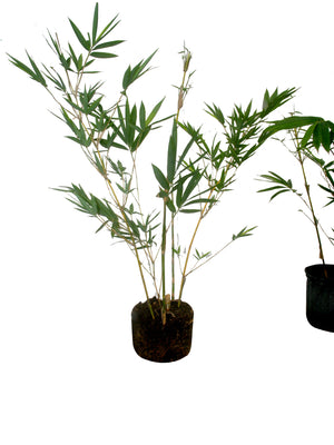 Vulgaris Tropical Timber Clumping Bamboo | Bambusa Vulgaris