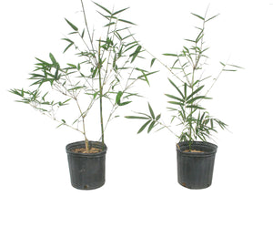 Vulgaris Tropical Timber Clumping Bamboo | Bambusa Vulgaris