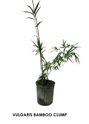 Vulgaris Tropical Timber Clumping Bamboo | Bambusa Vulgaris