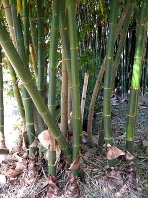 Vulgaris Tropical Timber Clumping Bamboo | Bambusa Vulgaris