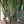 Load image into Gallery viewer, Vulgaris Tropical Timber Clumping Bamboo | Bambusa Vulgaris
