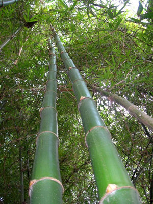Graceful Bamboo- Bambusa Textilis Gracilis Clumping Hedge Bamboo