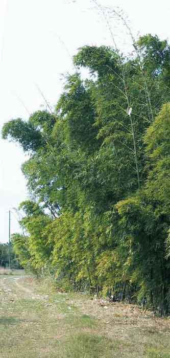 Vulgaris Tropical Timber Clumping Bamboo | Bambusa Vulgaris